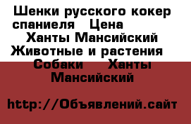 Шенки русского кокер-спаниеля › Цена ­ 3 000 - Ханты-Мансийский Животные и растения » Собаки   . Ханты-Мансийский